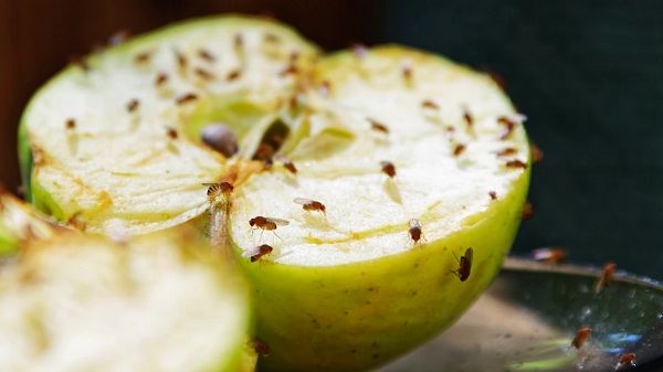 A Guide to Fruit Fly Control